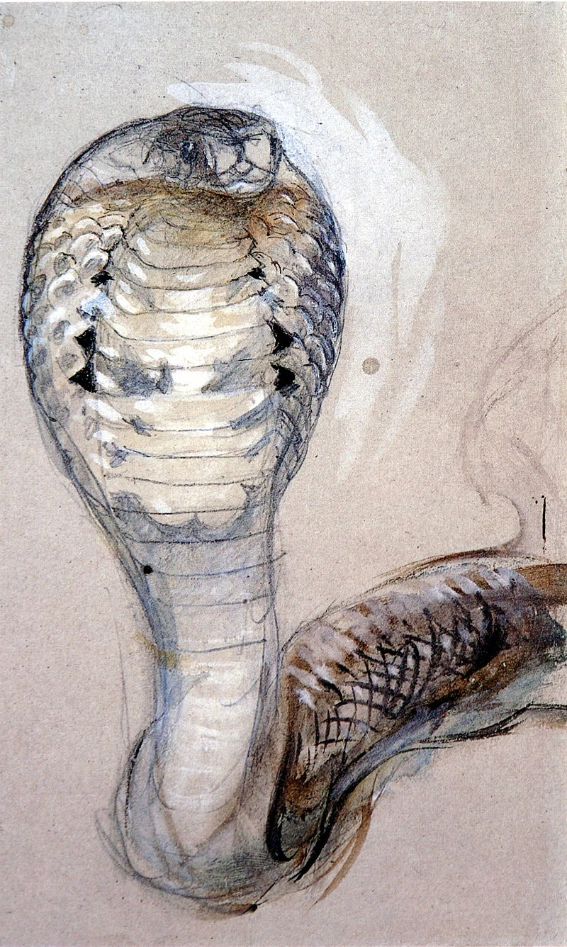 Faccia piena di Cobra, 1871